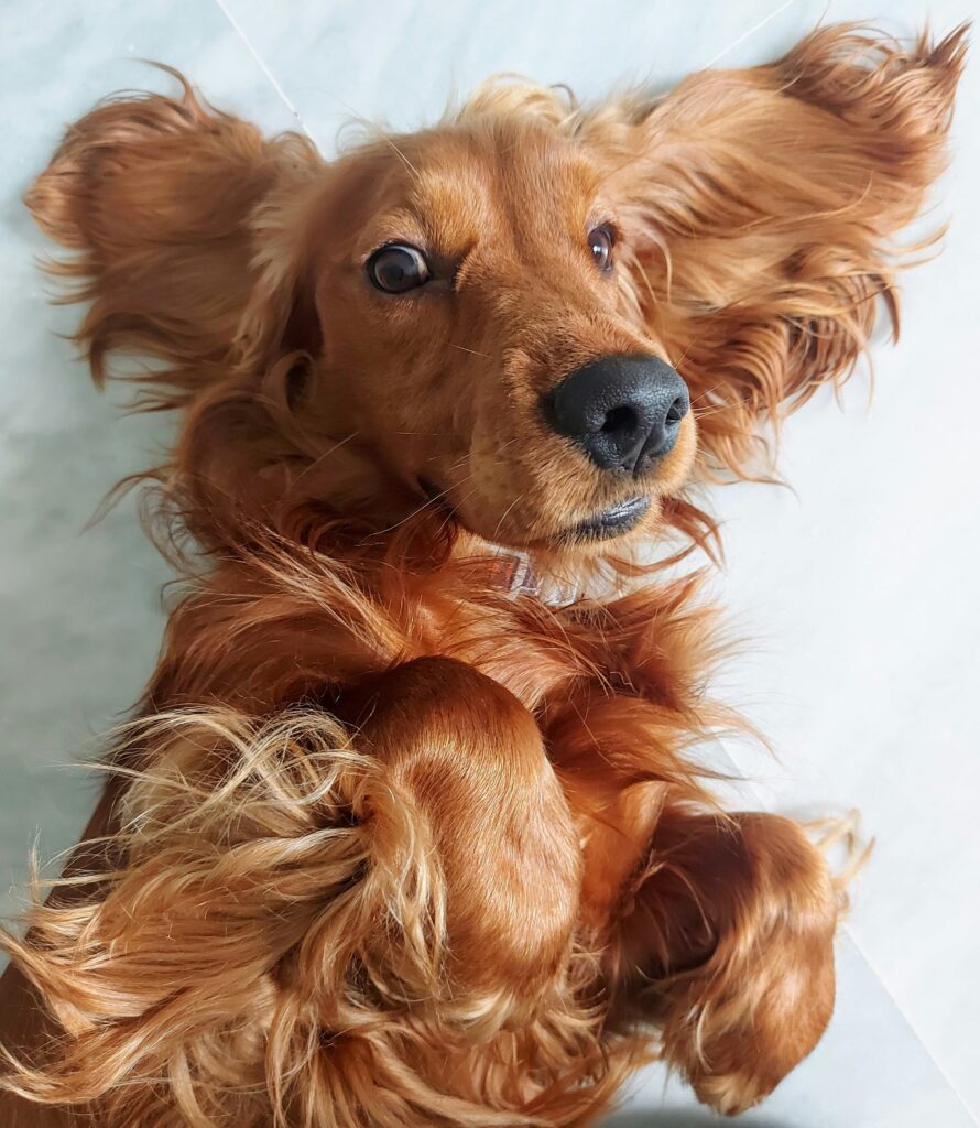 Rødbrun hund ligger på gulvet