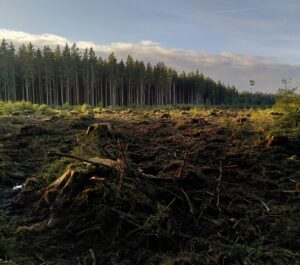 Hogstfelt - illustrerer konsekvensutredninger i forbindelse med miljøinngrep